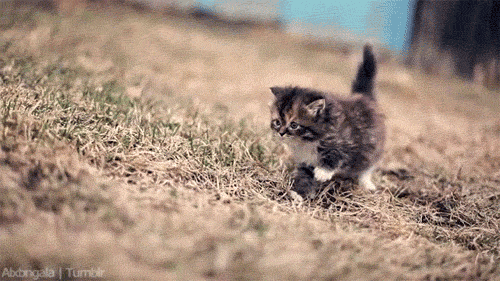 coolcatgroup:  dusha-mstitel:  coolcatgroup:  coolcatgroup:  If you are depressed