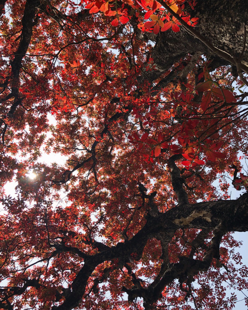 Somewhere on the state highway to Nainital ❤️✨ #Red #Change #Season #Beaut #OnTheRoad #Beautiful #Fa