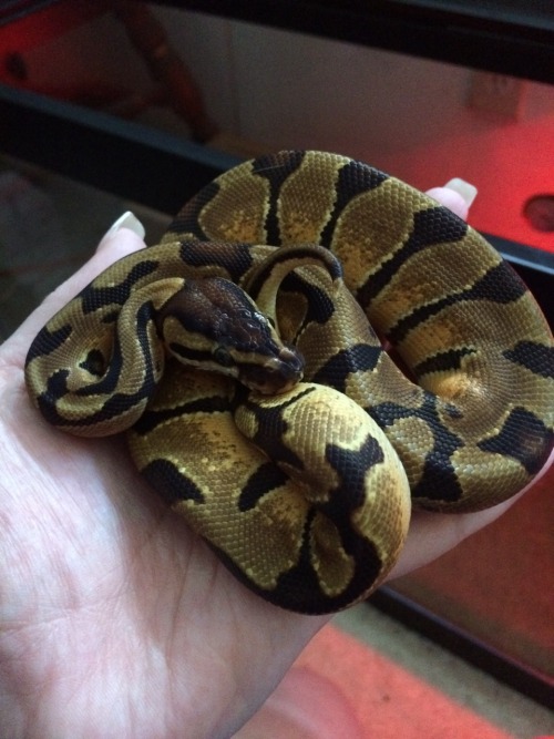 dudleysafterwife:My new wittle noodle baby, an enchi ball python.  Not sure what to name it yet; I’l
