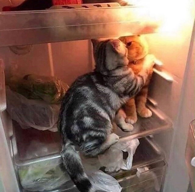 cursed-kat-images:kursedkitties:What if we kissed in the fridge??? Just kidding.
