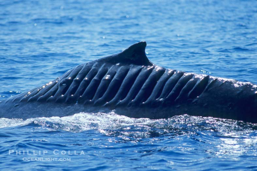 adorable-orcas: vastderp: more pics here  She got torn up by a boat propeller off New South Wal