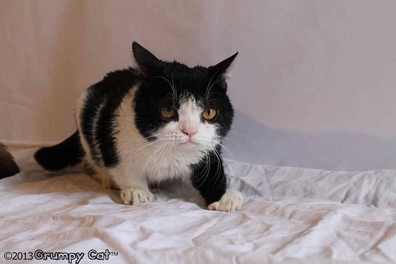 tardthegrumpycat:  The Daily Grump | January 25, 2013