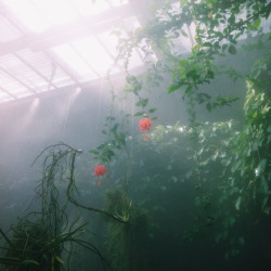 alexander-burton: Some instagram pics from the rainforest house in Madrid’s Botanic Garden 