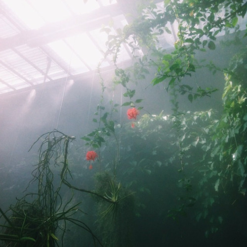 alexander-burton:Some instagram pics from the rainforest house in Madrid’s Botanic Garden