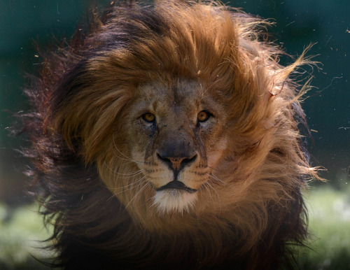 tribalprintedbeauties:  vurtual:  African Lion (by Tony)  TribalPrintedBeauties: Hippie/ Peace Blog  L'Oreal; because you’re worth it…