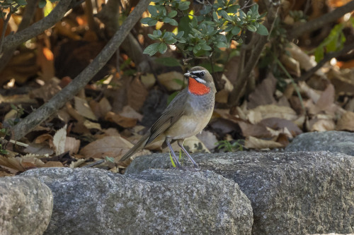 ノゴマ（Siberian Rubythroat）