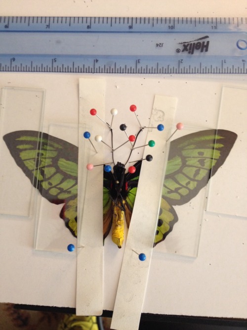 I spread my first birdwing butterfly!! Keep an eye out for it on my etsy!