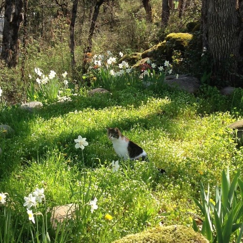 flowywxtch: me: me seeing a cottagecore picture with a cat in it: ✨✨✨