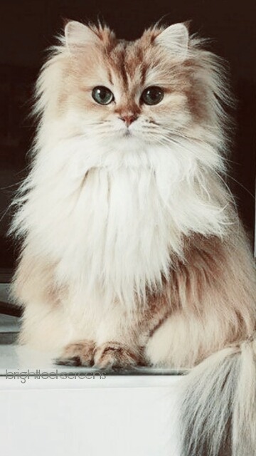 lockscreens & icons — cats lockscreens like or reblog if you save