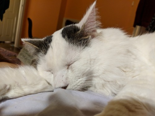 chalionkat:chalionkat:Zephyr and his beautiful fluff@mostlycatsmostly