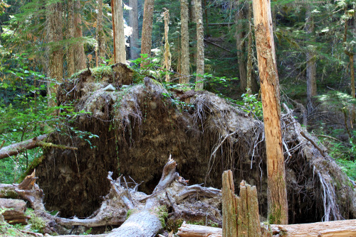 bright-witch:    Mountain Sunbeams, photography by me. Please do not remove credit!   