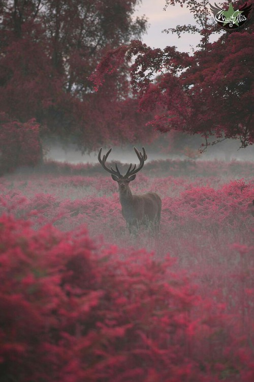 tropical-taquito:  Pink nature. on We Heart It - http://weheartit.com/s/UwhBOKNS
