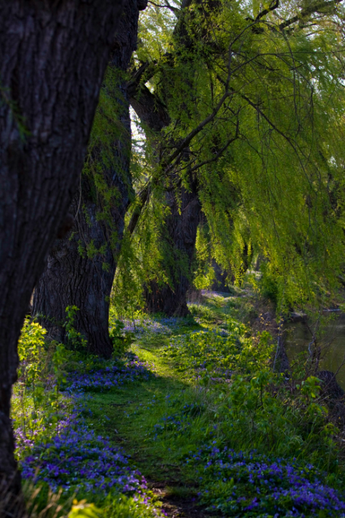 tulipnight:  Violet Path by Judith Pannozo 