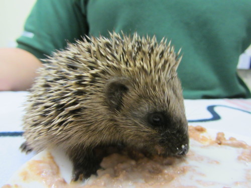 I know it’s not a bird of prey, but I can’t not post these. A little orphaned hoglet who
