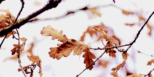 tumblr_ph6lw3M9mV1rfypuoo3_r1_500.gif