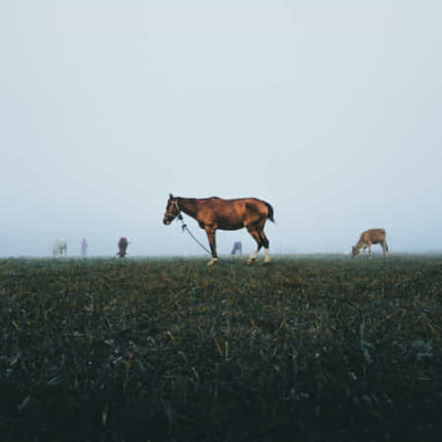 Side view of horse standing on field against sky by Rohan Narayan https://ift.tt/3g15yHY #technology#photo#photography #pic of the day #instagrammers#igers#instalove#instamood#instago