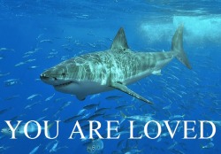 relmarrownyiscool:  I don’t even know. I’ve been having a really bad day. Have some sharks.