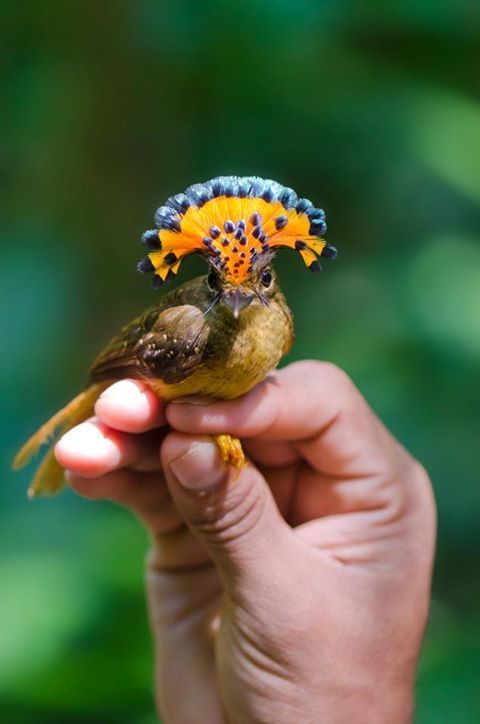 our-amazing-world:  Royal flycatcher Amazing World beautiful amazing  ✨