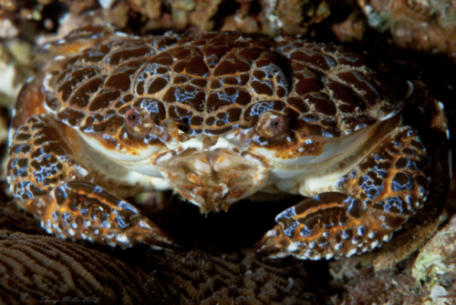 Toxic!The toxic reef crab (also known as the devil reef crab) is aptly named. This crab&rsquo;s musc