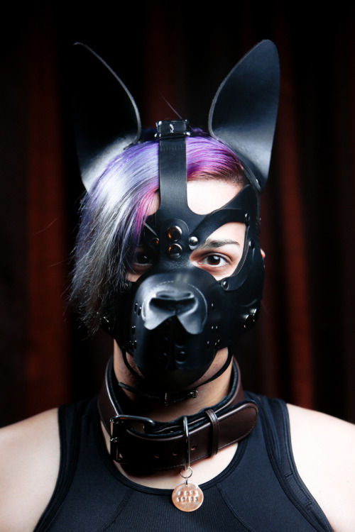 pupmishka:  Had some pup portraits taken by a friend who’s a professional photographer. I just received the finished set and couldn’t be happier! I probably wont post all of them but these were my favorites! Also finally a good opportunity to show