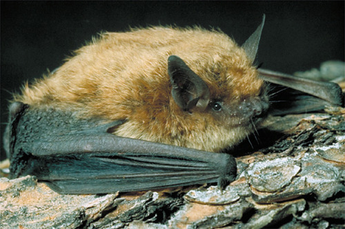 A Brown Bat got into the Garden Shop at work, and all my other coworkers are little