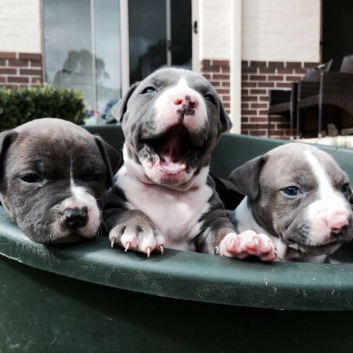 dogsandpupsdaily:  - American Staffordshire Terrier. Want more? Follow:http://dogsandpupsdaily.tumblr.com/ 