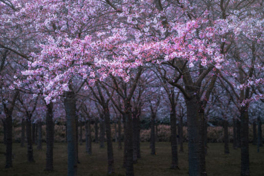 I Photographed The Cherry Blossoms… In Amsterdam!