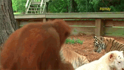 Oldmissbunny:  Sizvideos:    Orangutan Babysits Tiger Cub  Video  This Is Just So