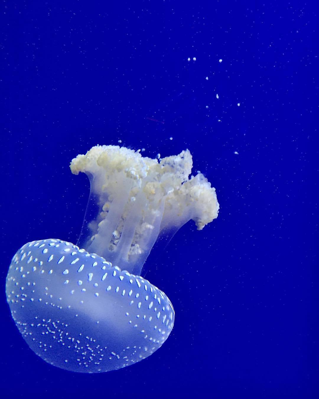 strike-me-down-with-lightning:  #jellyfish #aquarium #atlanta #georgiaaquarium #fish