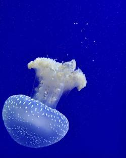 strike-me-down-with-lightning:  #jellyfish