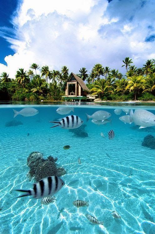 beautymothernature:Bora Bora,French Pol mother nature moments