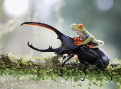 Hitchin’ a ride (Rhinoceros Beetle and