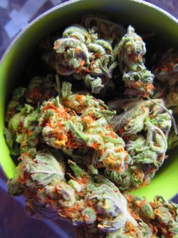 legalizethecannabis:  Check our blog! http://legalizethecannabis.tumblr.com/