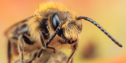 Most Bees have antennae made up of thirteen segments in males and twelve in females