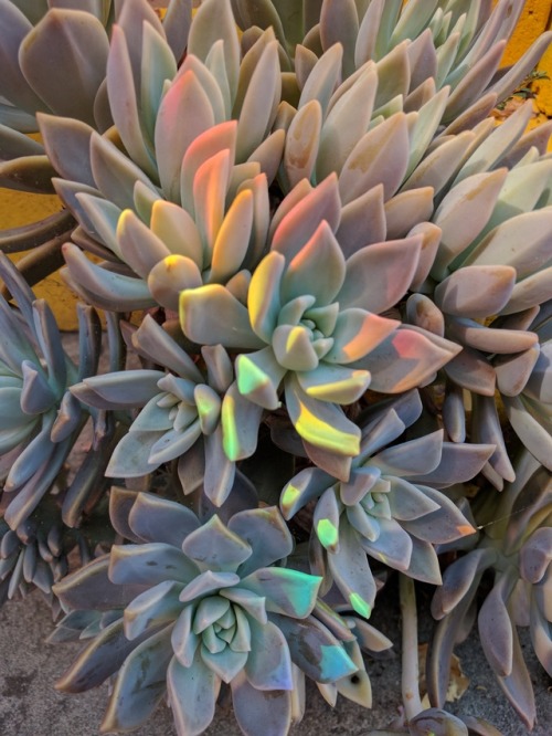 whistletown:A rainbow in my garden cast a beautiful light on my succulents!   There’s no filter on t