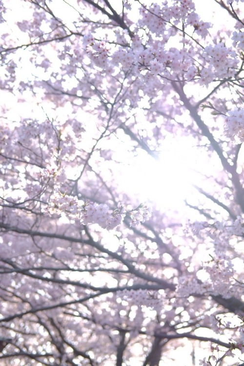 cherry blossom