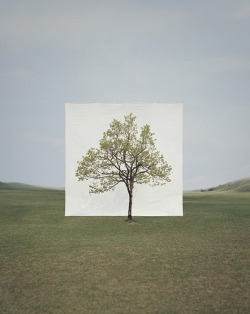 francescarenzi:  Myoung Ho Lee, Tree #14, 2009, from the series Tree la leggerezza per me si associa con la precisione e la determinazione, non con la vaghezza e l’abbandono al caso - Leggerezza 