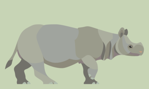 Rhinoceros sondaicus - Javan Rhinoceros