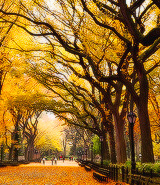 photosetavenue:Autumn in New York City