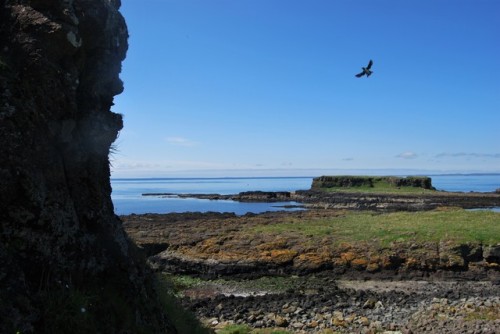 Hundreds of Puffins on the Treshnish isles, Inner Hebrides, Scotland. Photos taken last week during 