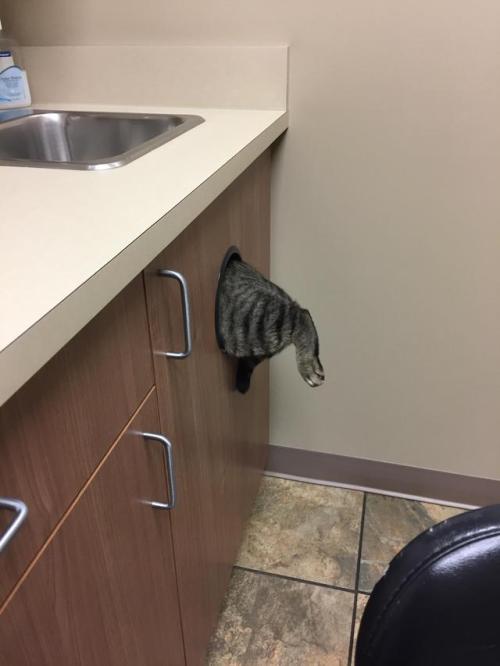 cute-pet-animals-aww:I see the dogs and cats in the corners of the vet, and I raise our cat, Yam. He