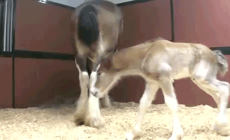 budweiserclydesdale: Cuteness makes the foal go round.
