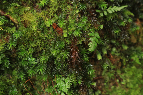 Unforgettable beauty - Photos from last summer in Yakushima. Inspiration for MOSS FOREST collection.