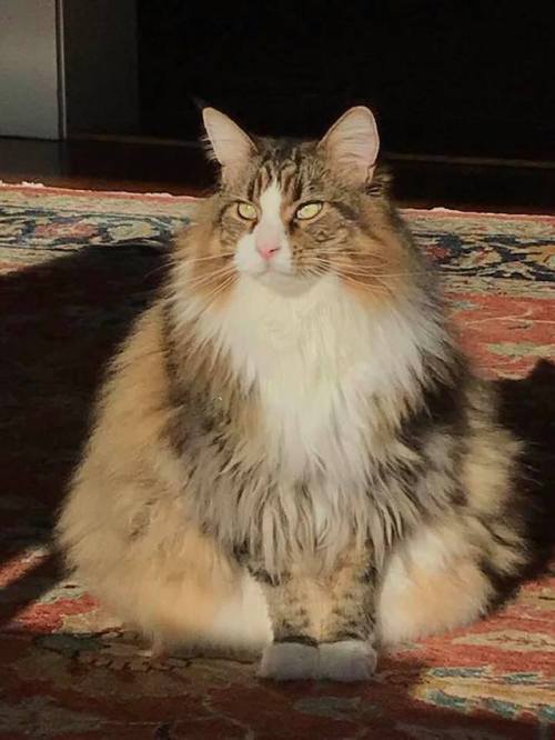 magnificentmoose: my cat is large and gorgeous like the sun !!!!