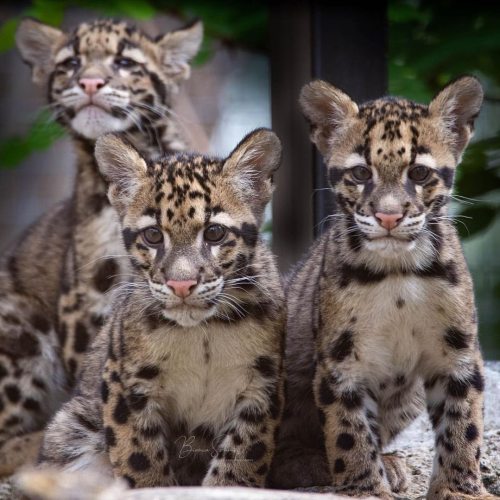 funnywildlife:Clouded Leopard Cubs by #wildographydudette @off_leash_photografie#Wildography #wildli