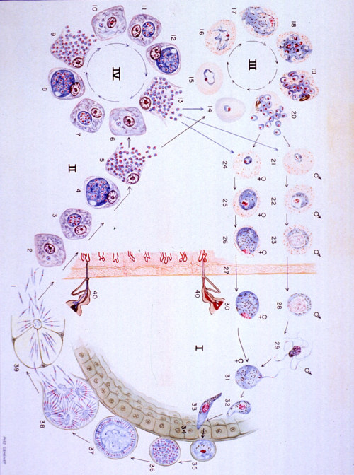 Life cycle of plasmodium vivax in mosquito and in man by History of Medicine Division - NLM - NIH+