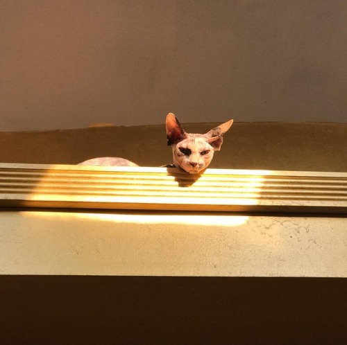 Desperately seeking the sun. when will the rain stop  #deianirashaisphynx #shaisphnx #sphynxofinstag