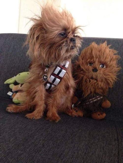 When your dog looks more like Chewie than ChewieMay the 4th be with you