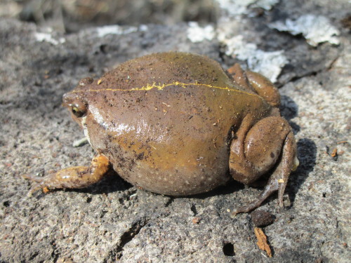 This flawless specimen is a sheep frog [Hypopachus variolosus], a small and often overlooked species