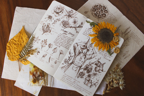 darkmacademia:an old botanical spread in a sepia fineliner + pressed sunflowers.